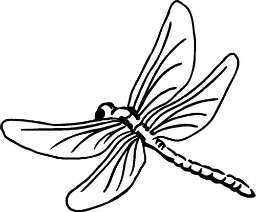 dragonfly07
