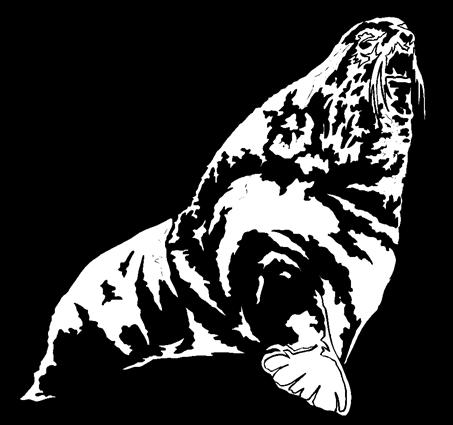 northern-fur-seal