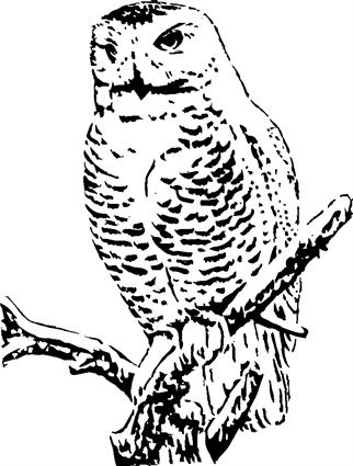 owl07