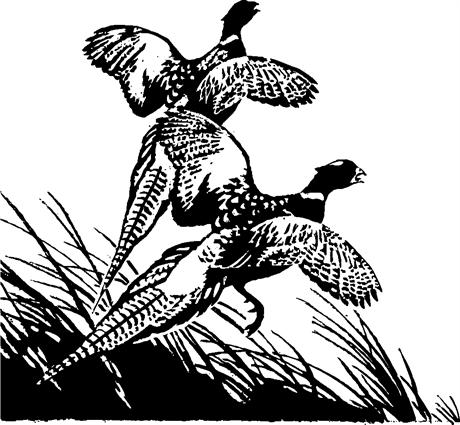 pheasants-fleeing-bush