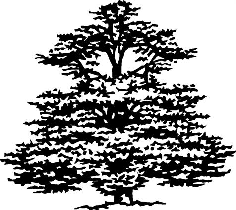 lebanon-tree