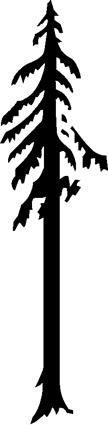 redwood-sequioa02