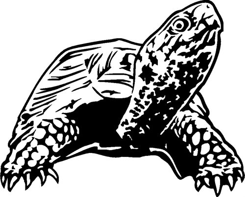 box-turtle