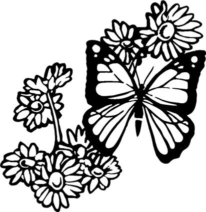 butterfly14