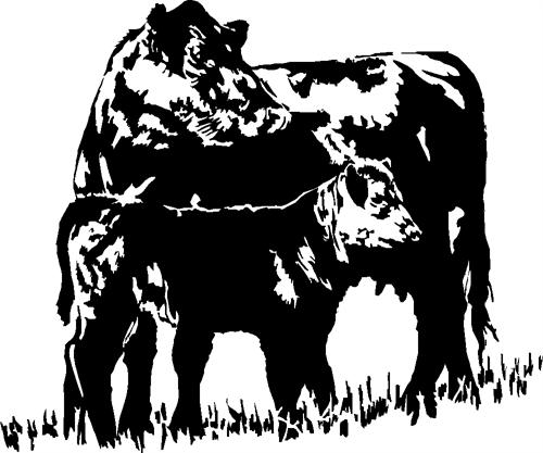 cow02-with-calf