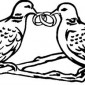 doves14-with-rings