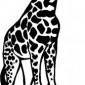 giraffe02