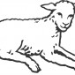 lamb13
