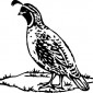 quail02