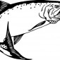 salmon26