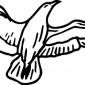 seagull11