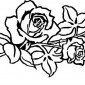 roses01