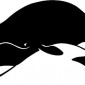 bowhead-whale