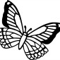 butterfly17